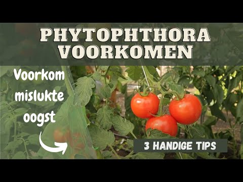 , title : 'Phytophthora voorkomen - Hoe voorkom je aardappelziekte in tomaten?'