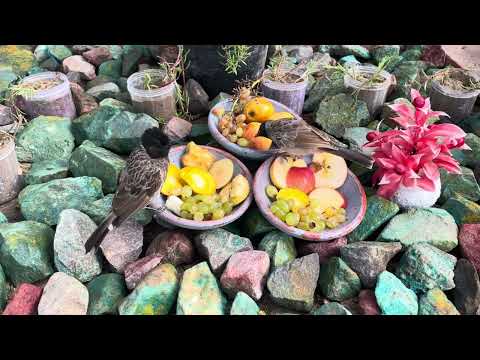 4K WILDLIFE FEAST! 🐿️ Crow, Bulbul & Squirrel Attack the Fruit Buffet (ASMR)