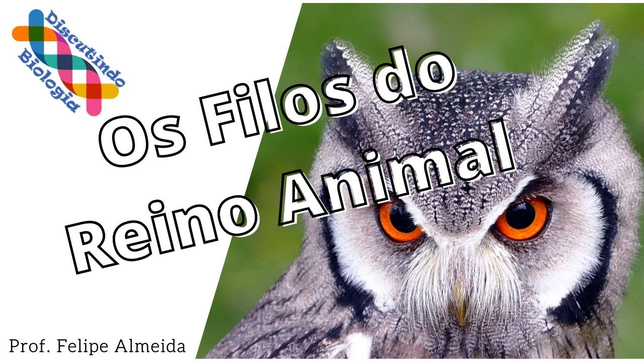 FILOS DO REINO ANIMAL -  Principais Características - Prof. Felipe Almeida