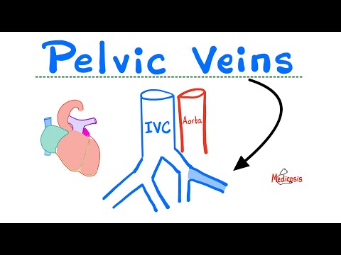 Veins of Pelvis - Internal Iliac, External Iliac, Gonadal - Anatomy of Pelvis and Perineum.