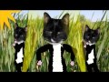 Polydactyl Super Cat DANCE PARTY - LOL Cat ...