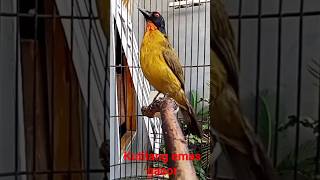 Download lagu kutilang emas mp3 Download lagu kutilang emas mp3