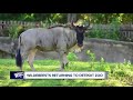 Wildebeests Return To Detroit Zoo For First Time In Nearly 80 Years