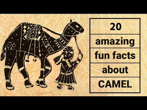 Exploring 20 Amazing Fun Facts about Camels | The Animal Explorer
