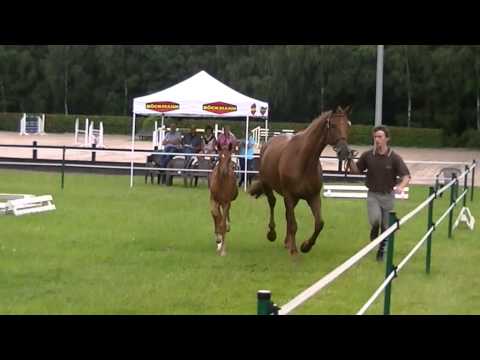 Floriscount x SPS von Rubin Royal x SPS Leistung von Donnerhall