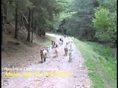 Cazare Bahna, Bacau - Cazat.ro