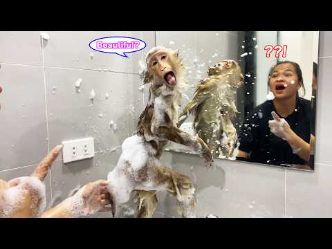 That's hilarious! Lyly the monkey discovers how funny she looks in the mirror.