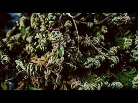 Rose of Jericho TimeLapse Video 4.11.19 1080p