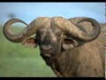 We Hunt Buffalo - Strange Sensation 