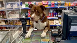"Just Put The Kibble In The Bag, Bro..." | Animals Acting Like People