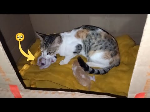 Aishu மூணு குட்டிய போடுறதுக்கு எதுக்குடி இம்மா அலப்பறைய குடுக்குற😍New Comers Welcome🙏Cute Cats😘