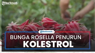 Bunga Rosella Berguna Turunkan Tekanan Darah Tinggi hingga Kolesterol, Begini Cara Penyeduhannya