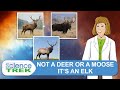 Elk: It's Not A Deer or a Moose. It's an Elk. | Science Trek