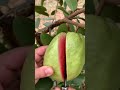 Fresh Fruit Guava Cutting In My Farm How To Cut Fruit In My Farm Shorts