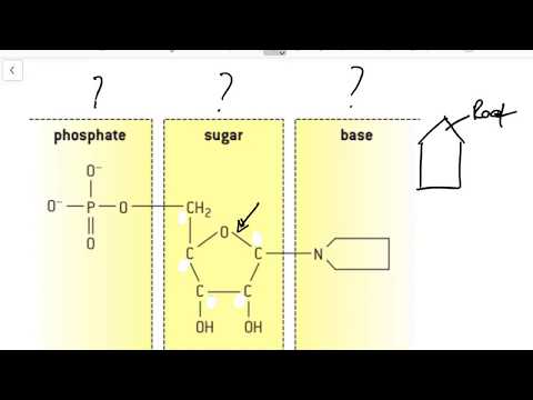 IB Biology Tutorial - 2.6 DNA and RNA structure