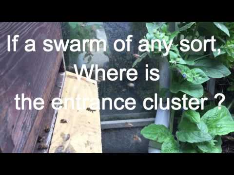 Baz's hobbies - 24 T - Bees - Cast or Swarm preparation?