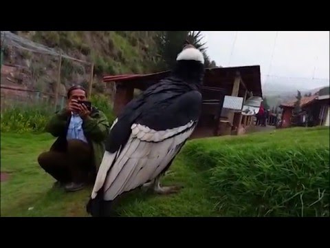 Peru Kondor  Andean Condor - Cuzco Dec. 2014