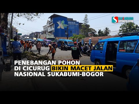 Penebangan Pohon di Cicurug Bikin Macet Jalan Nasional Sukabumi-Bogor