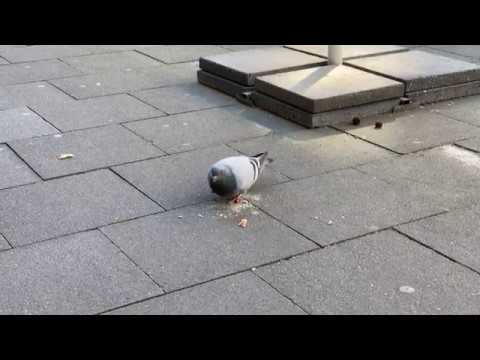 Hungry pigeon