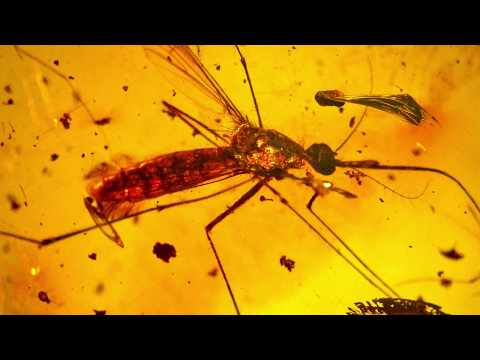 Is a REAL LIFE Jurassic Park Possible?