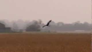 preview picture of video 'Marsh Harrier, Norfolk Broads'