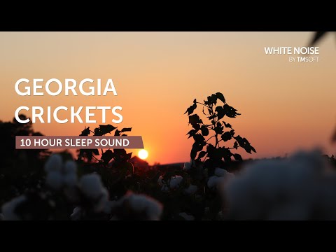 Georgia Summer Evening Crickets & Katydids - 10 Hours Sleep Sound - Black Screen