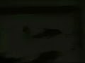 Scleromystax barbatus Scleromystax barbatus