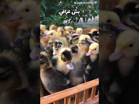 بش عراقي