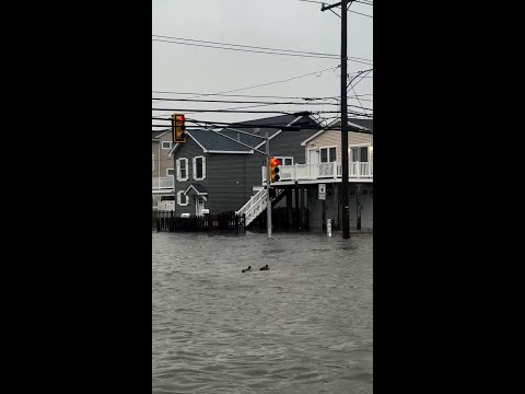 Swimming ducks spotted on flooded New Jersey streets