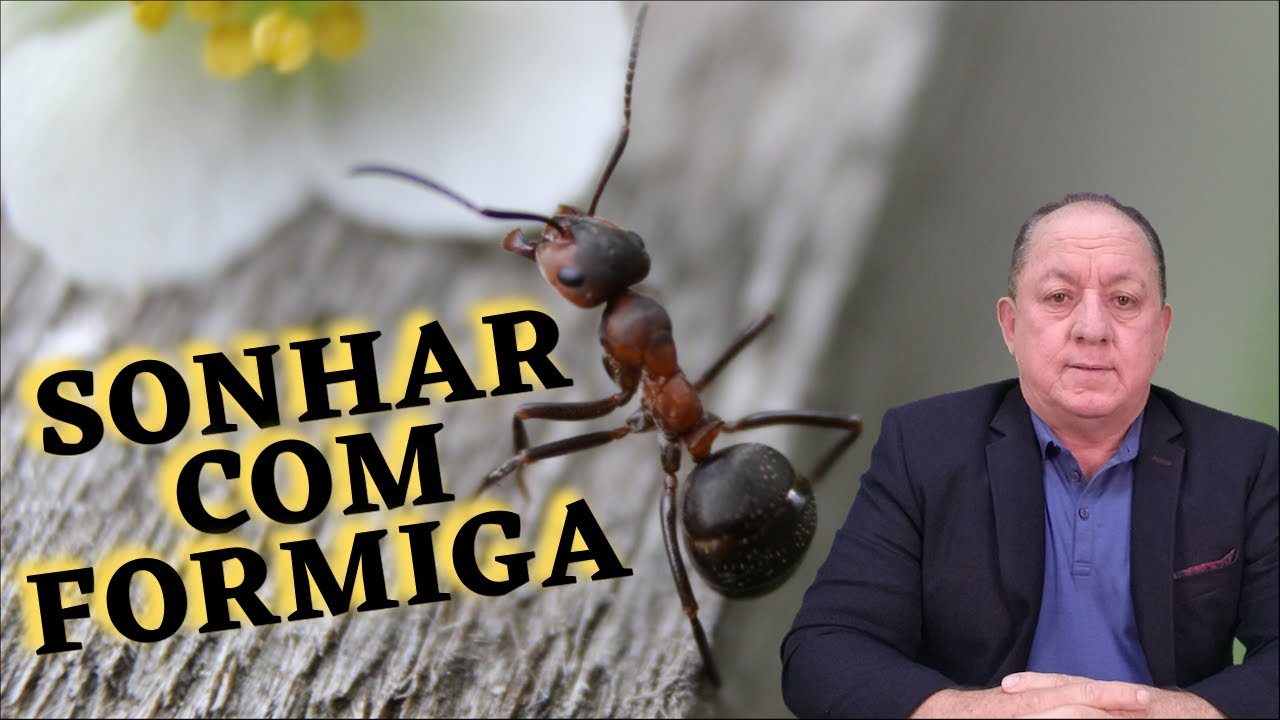 Watch Now O QUE SIGNIFICA SONHAR COM FORMIGA O QUE SIGNIFICA SONHAR COM FORMIGA