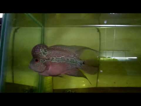 VIP Flowerhorne Super Red / Zakaria- sig