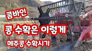 콩 수확 시기 방법 콤바인 메주콩 일명 백태 [콩재배방법]