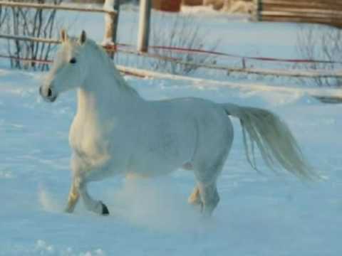 Александр Малинин - Белый конь