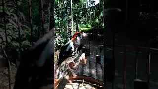 Download lagu anis kembang Betina cass 1 mp3