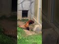 Red Panda Stands Up After Being Scared by Rock - 955362