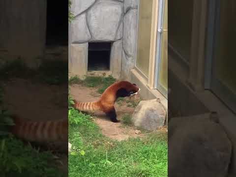 Red Panda Stands Up After Being Scared by Rock - 955362