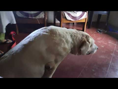 Hachi....our Labrador meeting his frn 😁