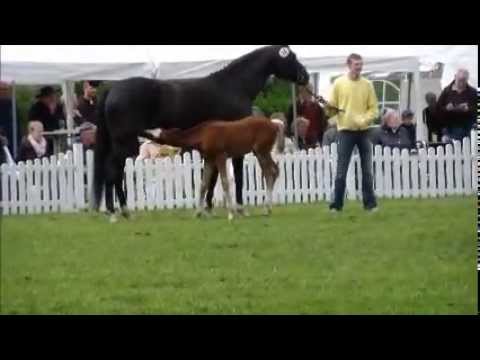 Hengstfohlen von Quaterhall