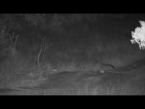 Djuma: Genet out hunting - 20:30 - 09/15/20