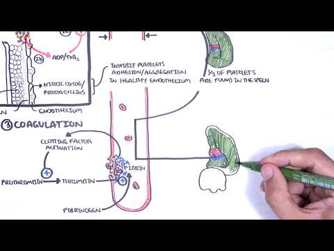 Thrombocytopaenia (low platelets) Overview - platelet physiology, classification, pathophysiology