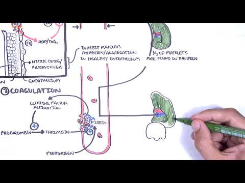 Thrombocytopénie (faible nombre de plaquettes) Présentation - physiologie plaquettaire, classification, physiopathologie