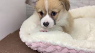 コーギーの動画01