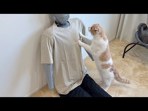 飼い主がマネキンに変わってた時の猫の反応が可愛すぎましたwww