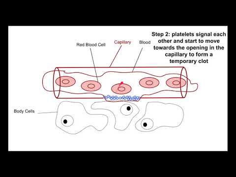 Biology 20 Blood Clotting