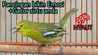 Download lagu Pancingan Sirtu Cipoh TERAMPUH merangsang sirpu la....mp3