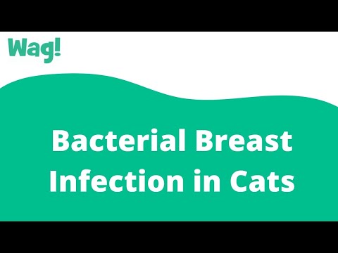 Bacterial Breast Infection in Cats | Wag!