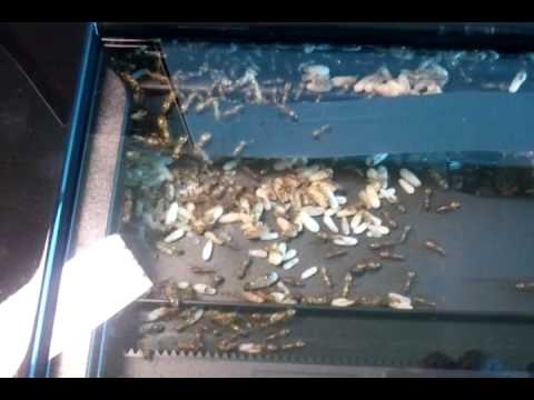 Formigas na impressora HP