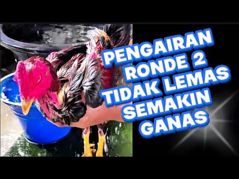 Pengairan Ronde 2 Tidak Lemas Semakin Ganas #ayambangkokindonesia #ayambangkoksuper #ayam