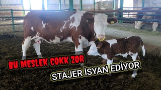 Veteriner Hekim STAJER İSYAN EDİYOR