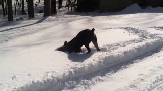 Rottweiler Can&#39;t Get Enough Snow